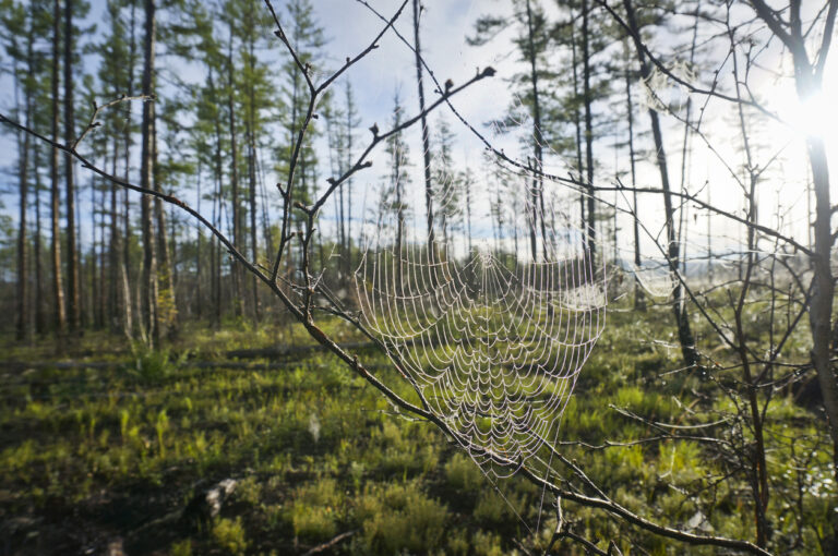 Summer landscape in the Siberian taiga. Cobweb in dewdrops at dawn in a coniferous forest