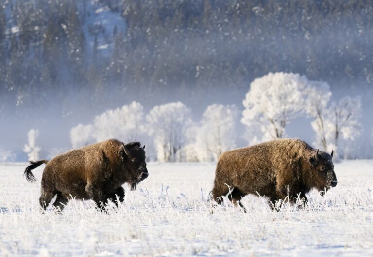 American Bison, buffalo, with snow on a cold morning