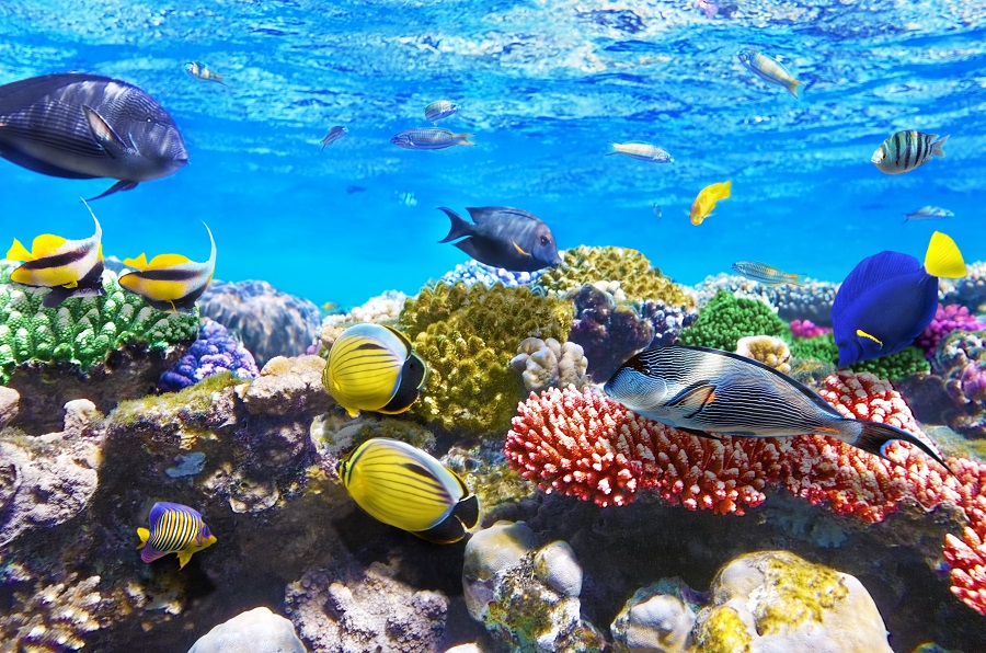 Кораллы и рыбки Красного моря